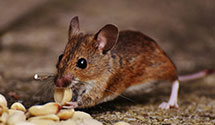 24 Hour & Emergency Exterminators in Arlington Hts, MA
